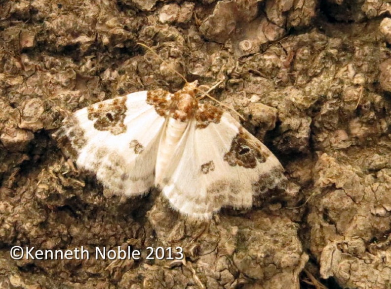 blue-bordered carpet ex IMG_0938 (800).JPG